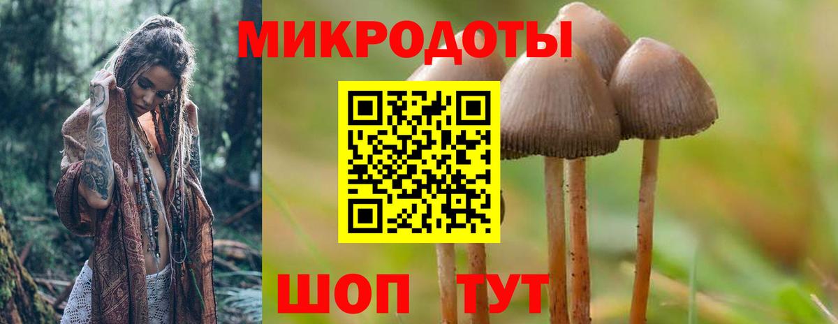 Галлюциногенные грибы Psilocybe Дмитров